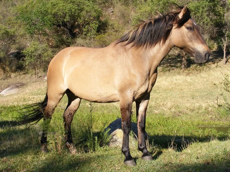 Caballo criollo en la sierra