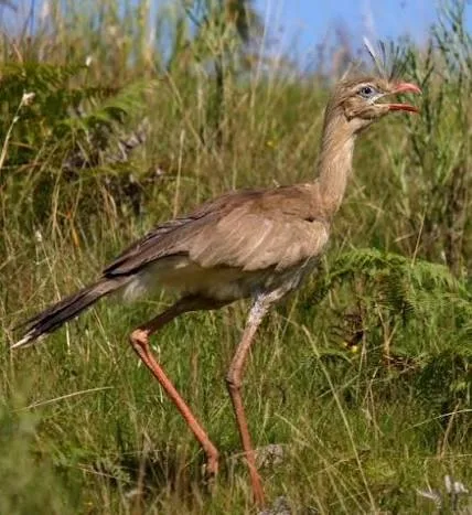 Chuña de patas rojas