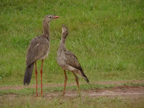 Pareja de chuñas de patas rojas