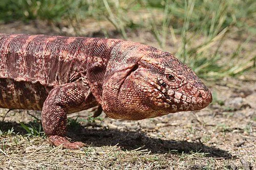 Iguana colorada