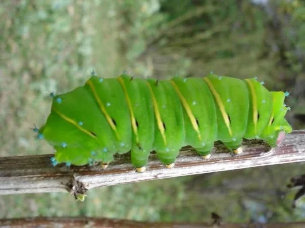 Oruga verde en el bosque