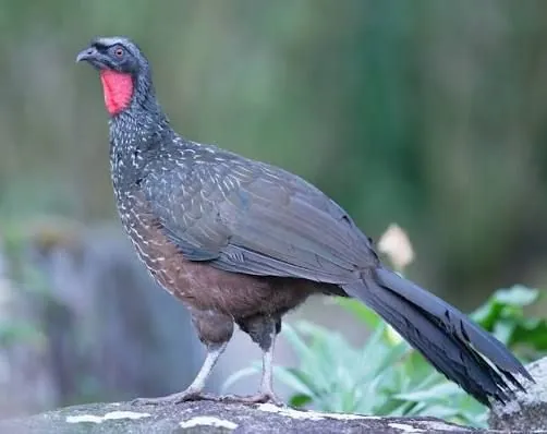 Pava de monte