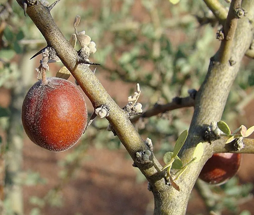 Fruto del chañar