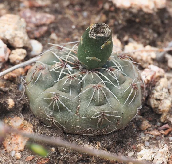 Gymnocalycium baldianum