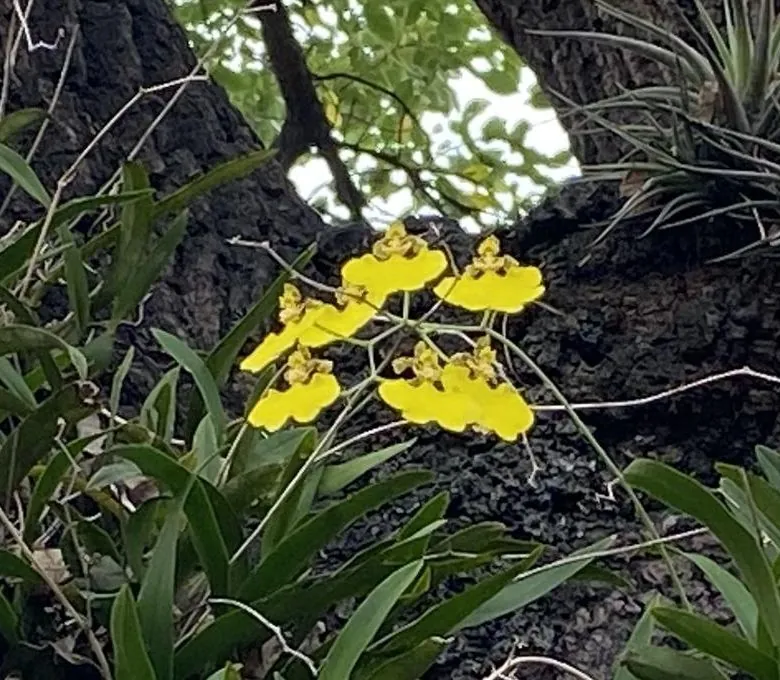 Orquídea margarita en flor
