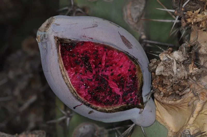 Fruto del ucle