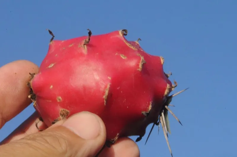 Fruto de la ulúa